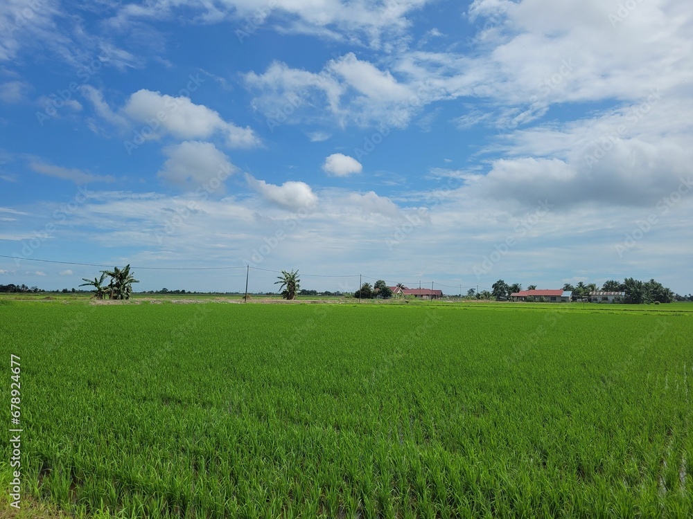 Beautiful shot of a green agricultural field in the countryside Beautiful shot of a green agricultural field in the countryside