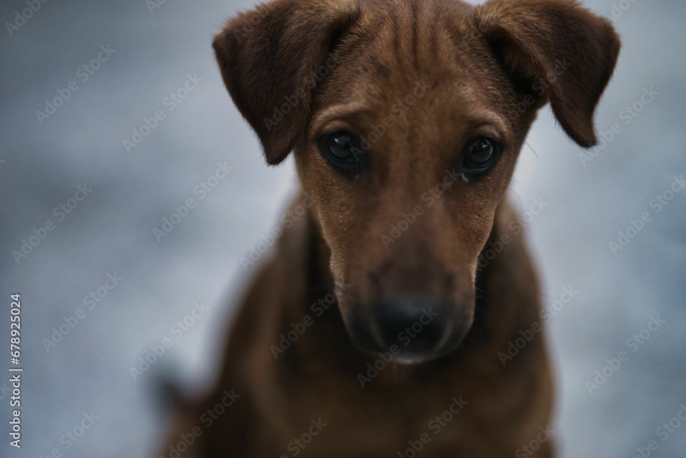 Selective shot of a brown puppy looking at the camera with innocent eyes