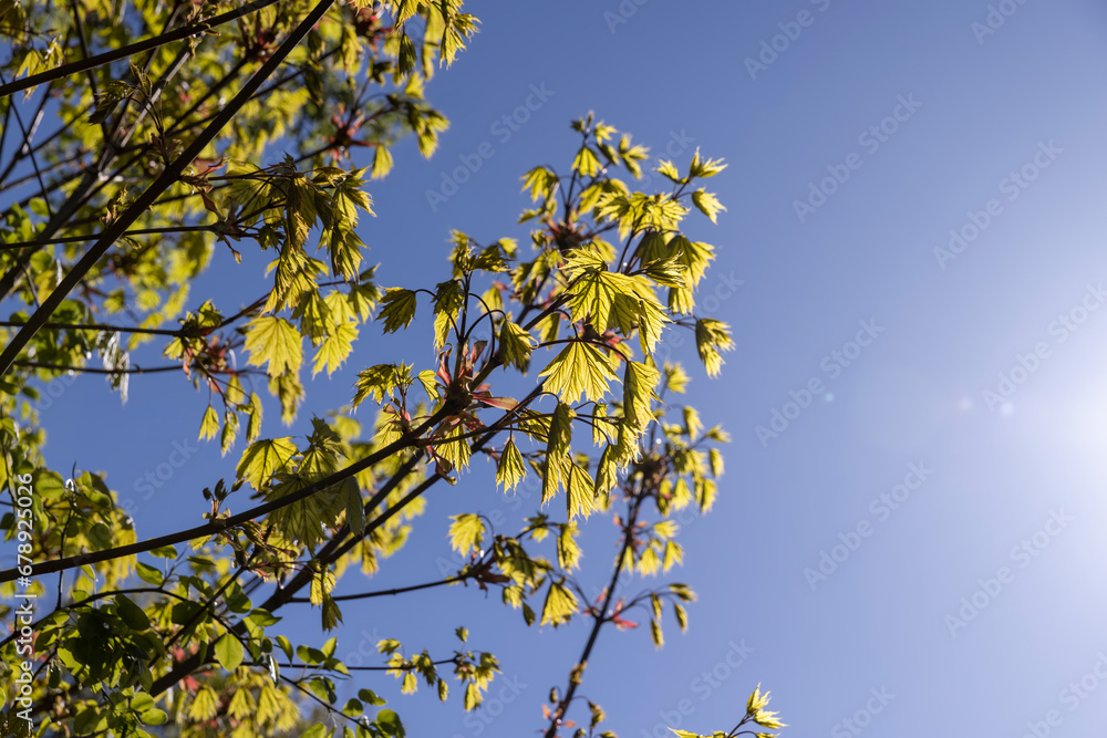 Fototapeta premium green foliage and maple flowers on trees in the spring season