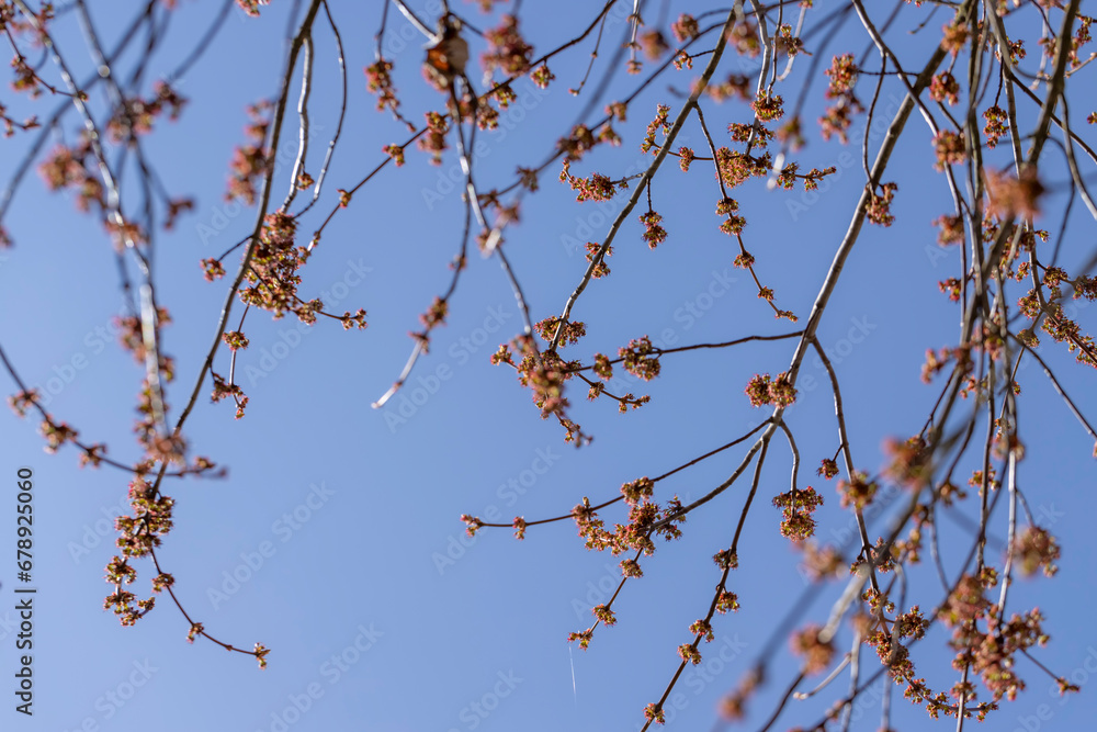 green foliage and maple flowers on trees in the spring season green foliage and maple flowers on trees in the spring season