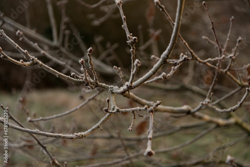 Closeup shot of bare tree branches covered in frost © Wirestock