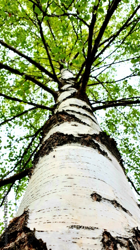 Fototapeta premium Low angle of a tree bark with green foliage