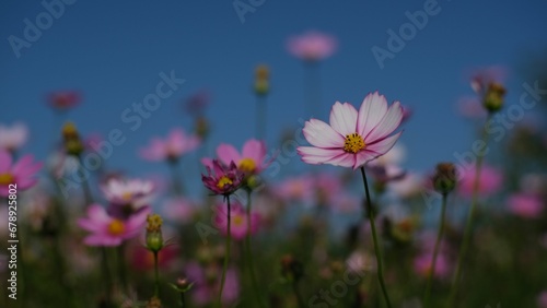 Pink field beautiful flower with blue sky on the horizon