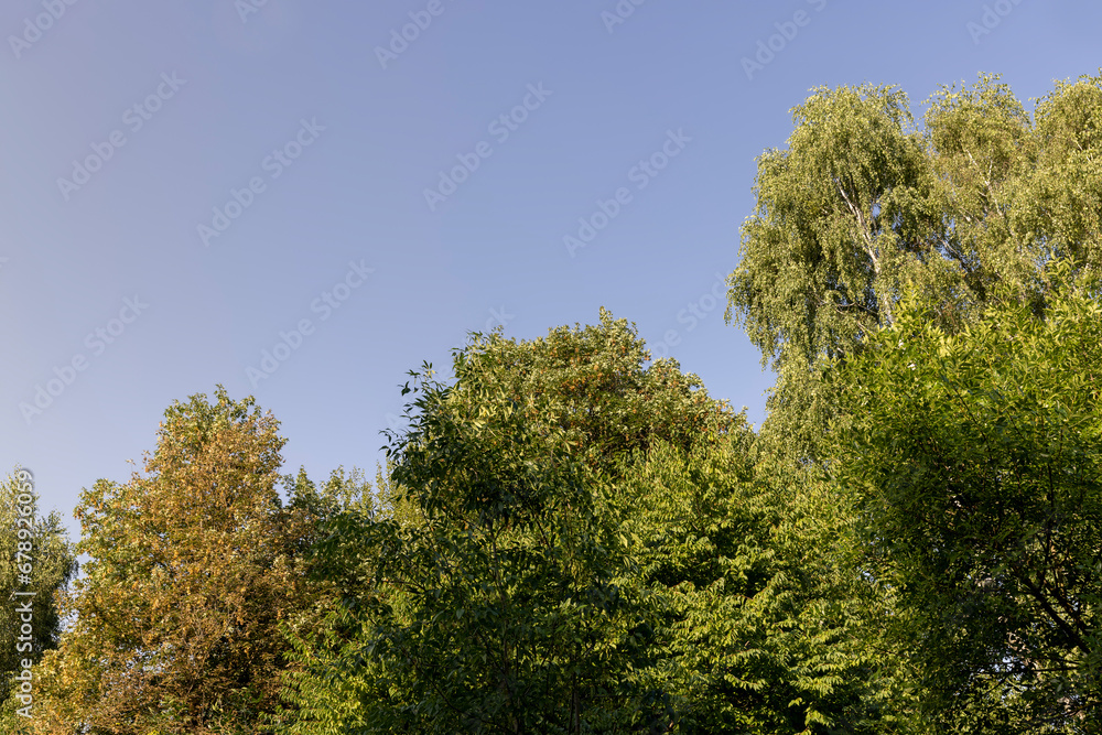 mixed forest with trees of different species in the summer season