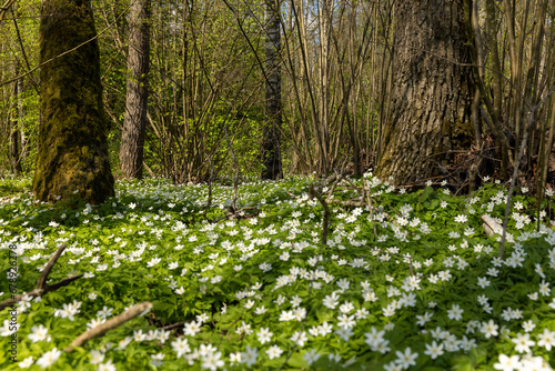 Fototapeta Naklejka Na Ścianę i Meble -  fading white small flowers anemone in the forest