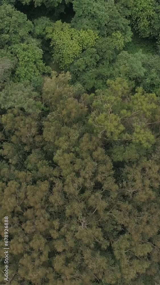Vertical Video of Spring Forest Aerial View Vertical Video of Spring Forest Aerial View