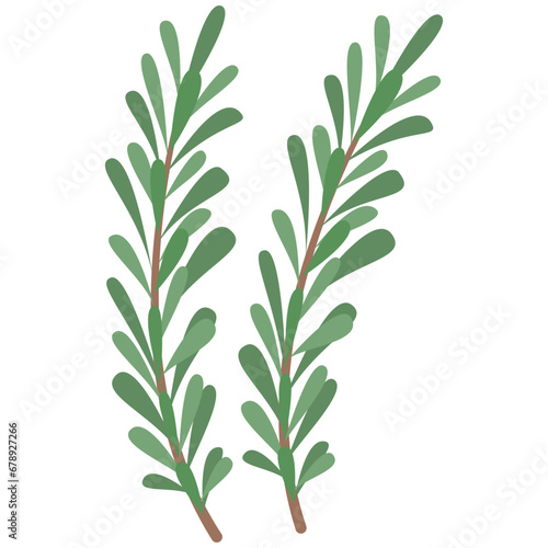 Rosemary herb element. Vector element with vegetarian theme. Illustration.
