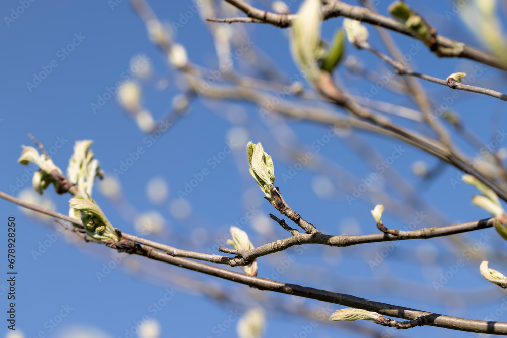 leafless deciduous trees in the spring season leafless deciduous trees in the spring season