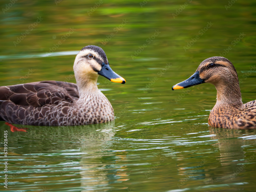Obraz premium 公園の池の鴨のつがい