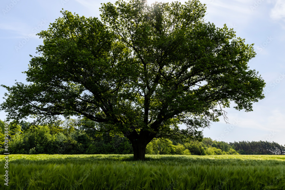 Fototapeta premium old oak with green foliage in summer