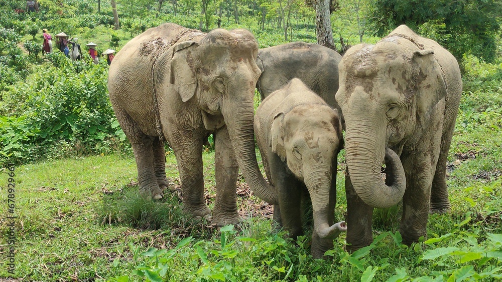 Herd of elephants in a jungle