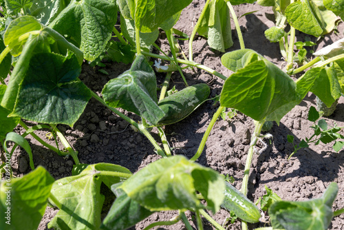 green cucumbers growing in the field in sunny weather