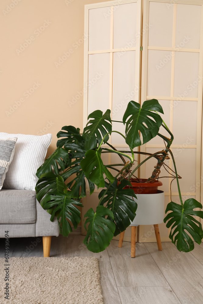 Interior of room with sofa, folding screen and monstera houseplant Interior of room with sofa, folding screen and monstera houseplant