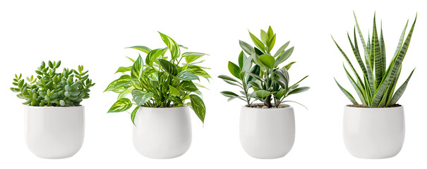 Jade Plant, Pothos, Snake Plant and  Ficus and in a white flower pot. House plants.