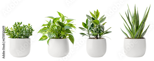 Jade Plant, Pothos, Snake Plant and Ficus and in a white flower pot. House plants.