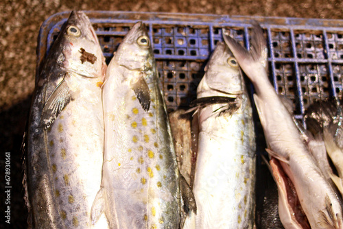peixes à venda no Ver-o-peso photo