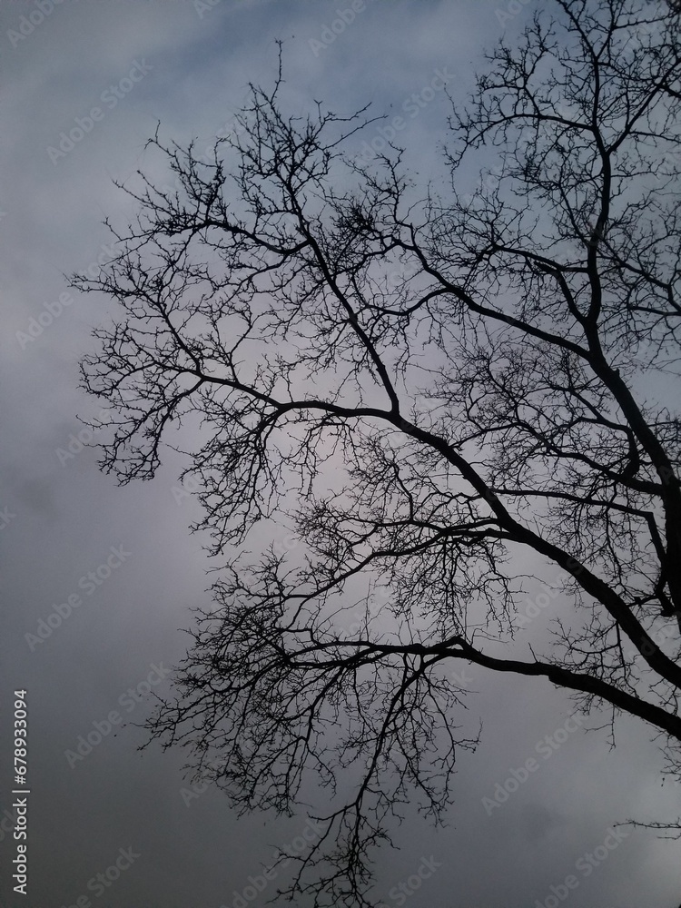 Leafless tree branches against gray cloudy sky in the evening, vertical shot Leafless tree branches against gray cloudy sky in the evening, vertical shot