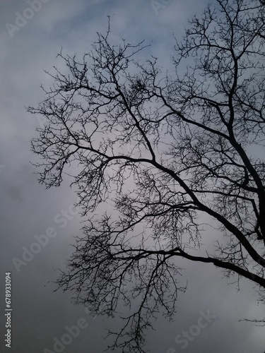 Leafless tree branches against gray cloudy sky in the evening, vertical shot © Wirestock
