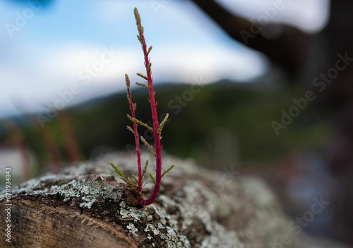 Closeup shot of wild red plants sprouting from bark