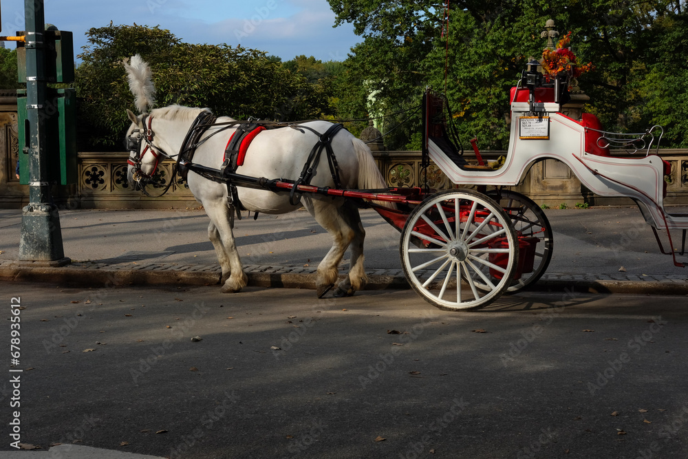 horse and carriage