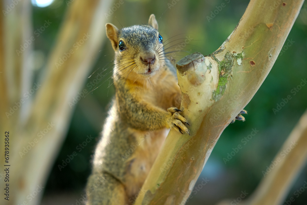 squirrel on a tree squirrel on a tree