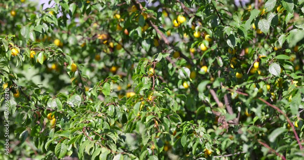 ripe harvest of large cherry plum in the summer, cherry plum trees with ripening berries ripe harvest of large cherry plum in the summer, cherry plum trees with ripening berries