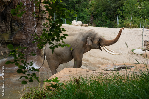 elephant in the zoo