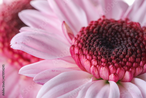 Beautiful pink chrysanthemum flower as background  macro view
