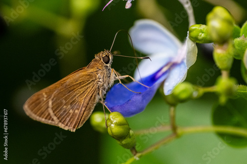 3 spotter skipper on a flower photo