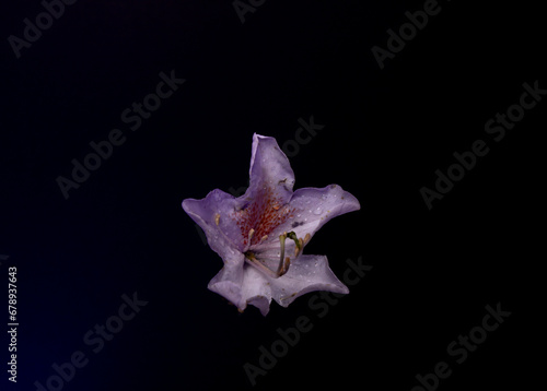 Rhododendron with black background