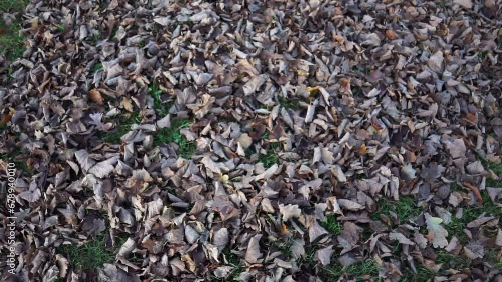 rotten autumn leaves lie on the grass. High quality FullHD footage rotten autumn leaves lie on the grass. High quality FullHD footage