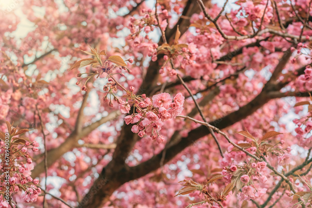 Pink flowers of blooming sakura closeup, can be used as natural spring background.