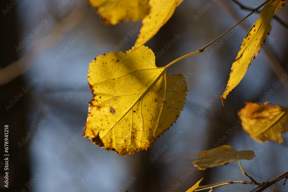 yellow leaves yellow leaves