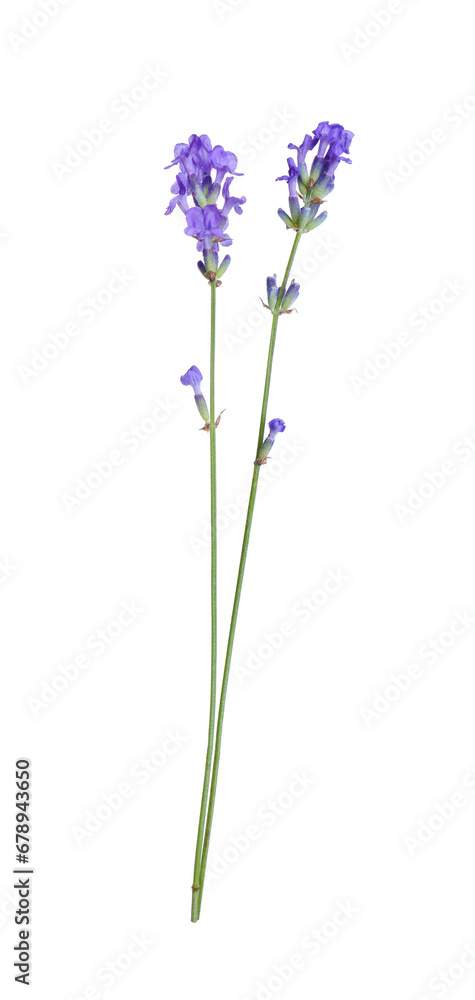 Naklejka premium Beautiful blooming lavender flowers isolated on white