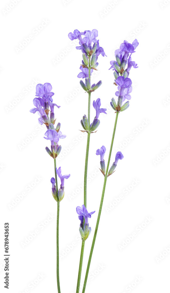 Obraz premium Beautiful blooming lavender flowers isolated on white