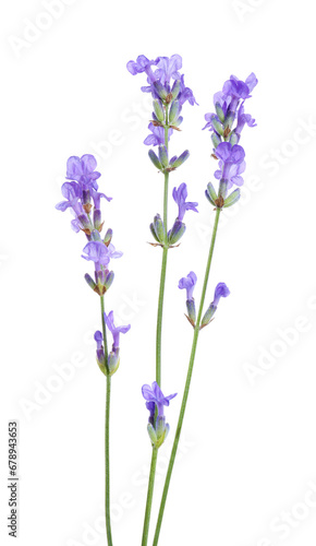 Beautiful blooming lavender flowers isolated on white