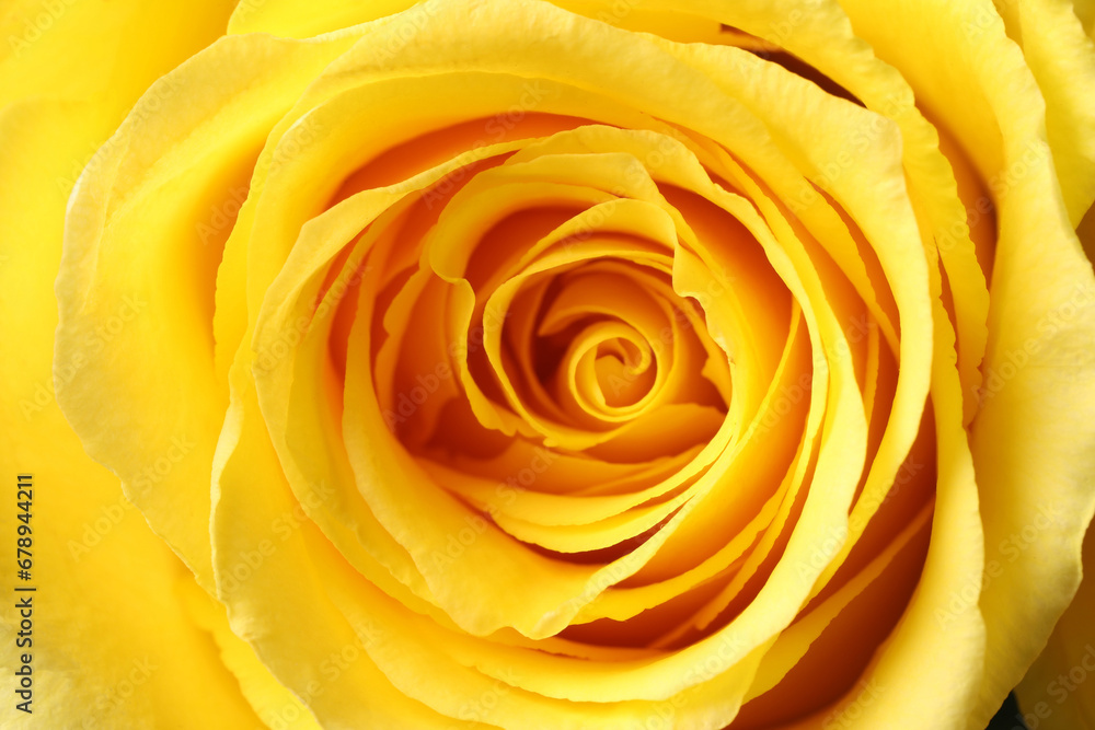 Beautiful rose with yellow petals as background, macro view Beautiful rose with yellow petals as background, macro view