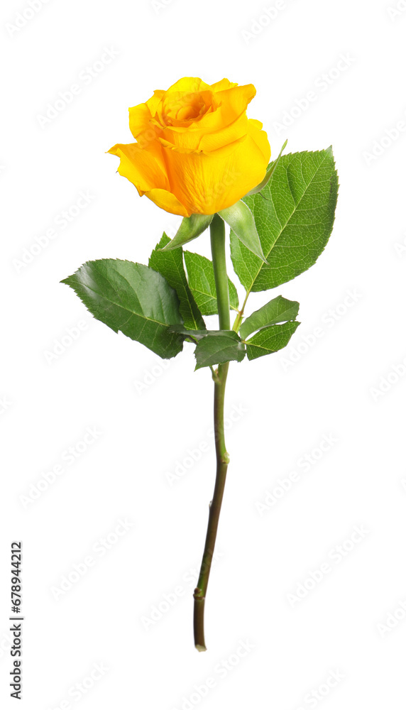 Obraz premium One beautiful yellow rose isolated on white