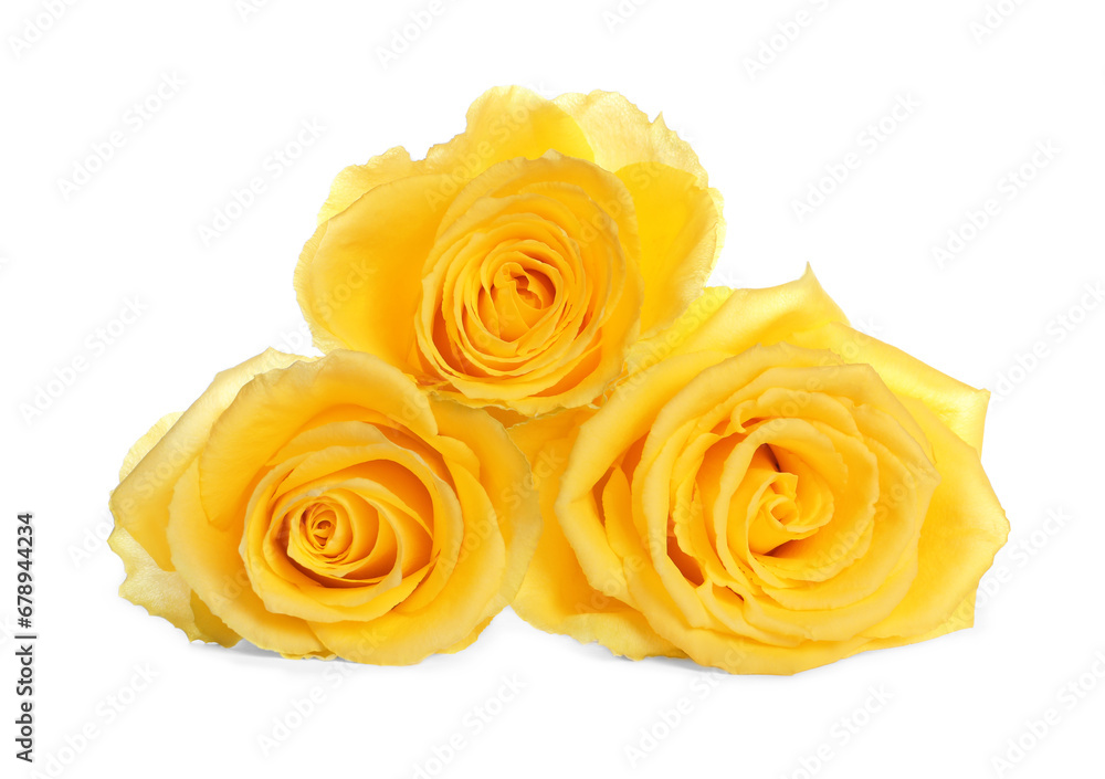 Beautiful fresh yellow roses isolated on white