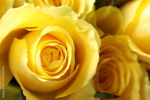 Beautiful roses with yellow petals as background  closeup