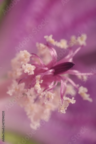 Beautiful violet Malva flower as background, macro view