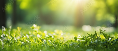 Green grass in the park with bokeh background. Nature background