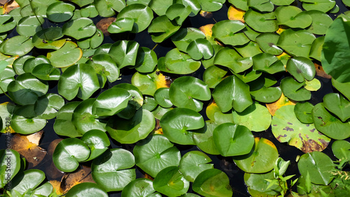 Pond lily pads in South Korea