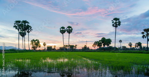 Rice fields in An Giang in southern Vietnam photo