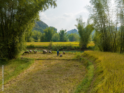 Fototapeta Naklejka Na Ścianę i Meble -  Rice field during harvesting season in Trung Khanh, Cao Bang province, Vietnam