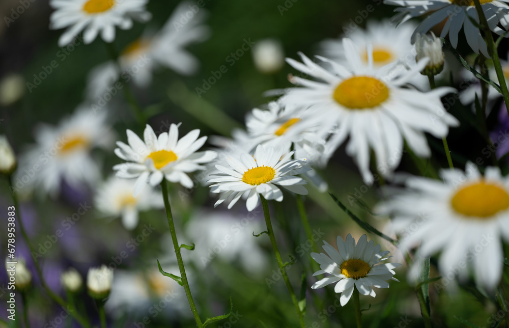 daisies in a field daisies in a field