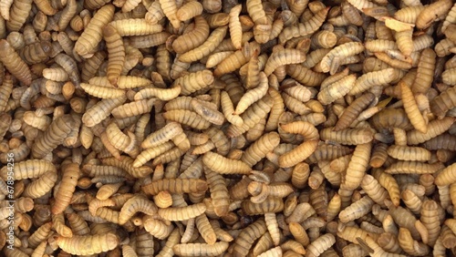 Black soldier fly larvae are used as animal feed. Maggot being harvested at one of the insect farms for fish and poultry feed © Fevziie