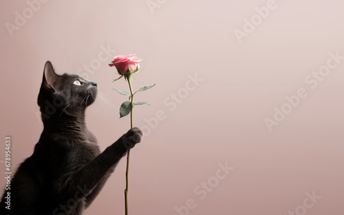 Cute cat holding one pink rose