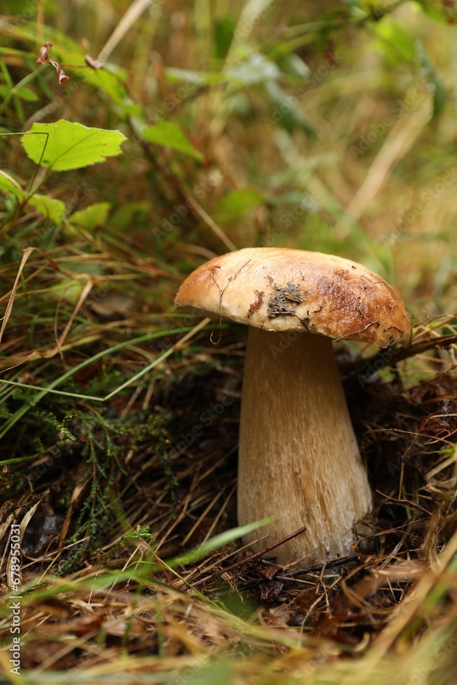 Fresh wild mushroom growing in forest, closeup Fresh wild mushroom growing in forest, closeup