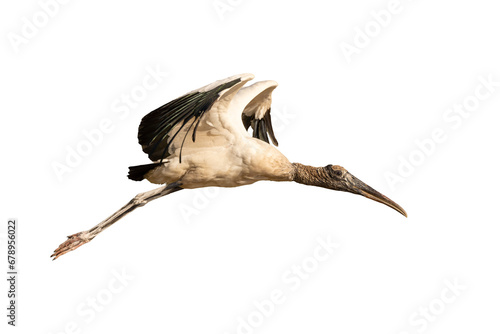A wood stork (Mycteria americana) in flight, transparent png